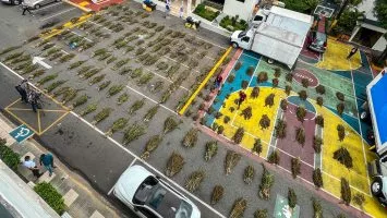 DNCD desmantela dos cultivos con 5,364 plantas de presunta marihuana en Azua