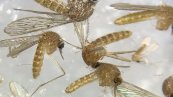Italia eleva a 51 los muertos por el virus del Nilo Occidental y supera las cifras de 2025