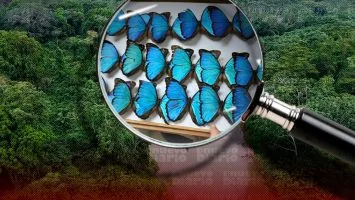 Identifican 151 especies de mariposas en un parque protegido de la Amazonía ecuatoriana