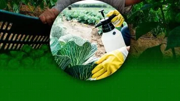 Proyecto de ley busca fortalecer protección y evitar propagación de plagas y virus en cultivos en el país