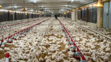 ADA reporta aumento de producción avícola y advierte presión por mayores costos
