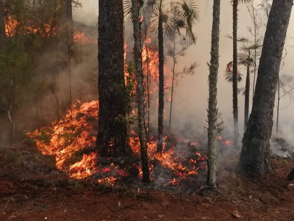 Observatorio de Áreas Protegidas alerta por emergencia de incendios forestales en RD
