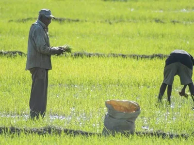Decreto 693-24 y acceso al arroz de Estados Unidos