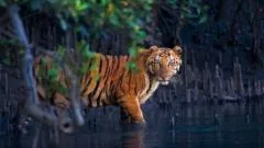 Los misteriosos bosques de manglar capturados en 13 impactantes imágenes