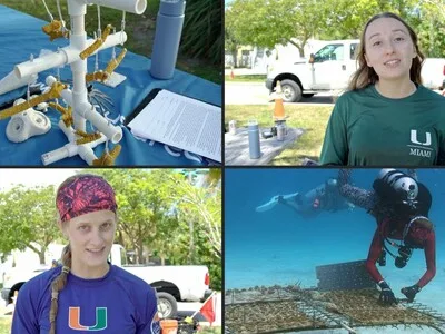 Científicos buscan corales resistentes al calor en Florida