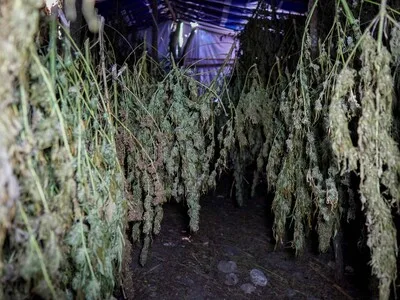 DNCD desmantela sembradíos de presunta marihuana en Azua