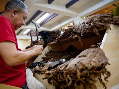 Exportaciones de tabaco alcanzaron los US$1,359 millones