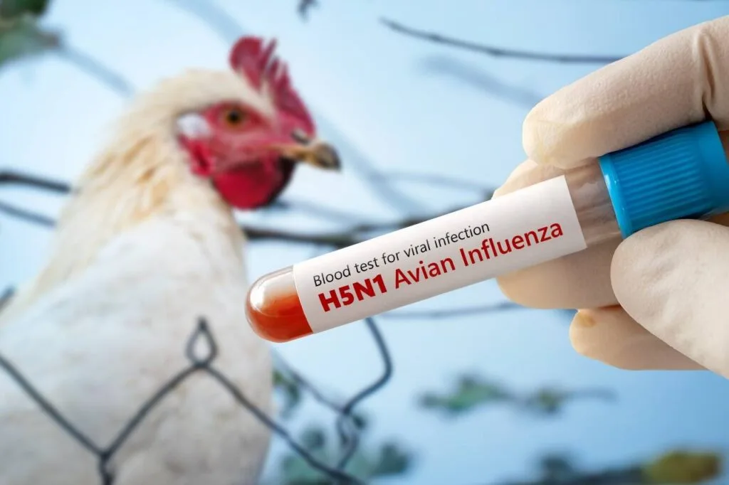 Confirman presencia de gripe aviar en gallinas de guinea y patos de PR